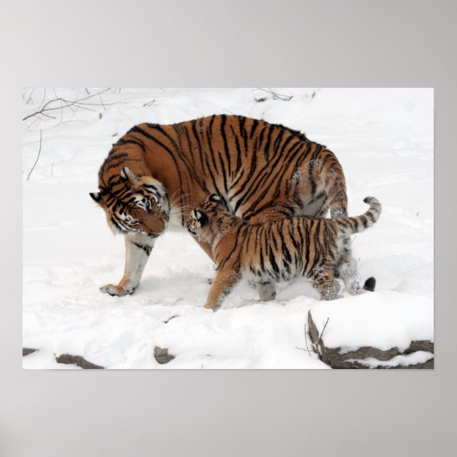 Amazing Tiger with her Cub in the snow Poster (Front)