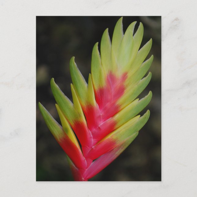 Amazing tropical exotic plant postcard (Front)
