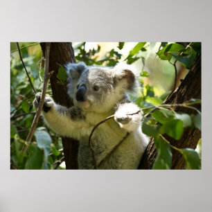 Amazingly cute baby koala in a tree poster