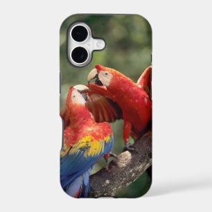 Amazon, Brazil. Pair of Scarlet Macaws (Ara
