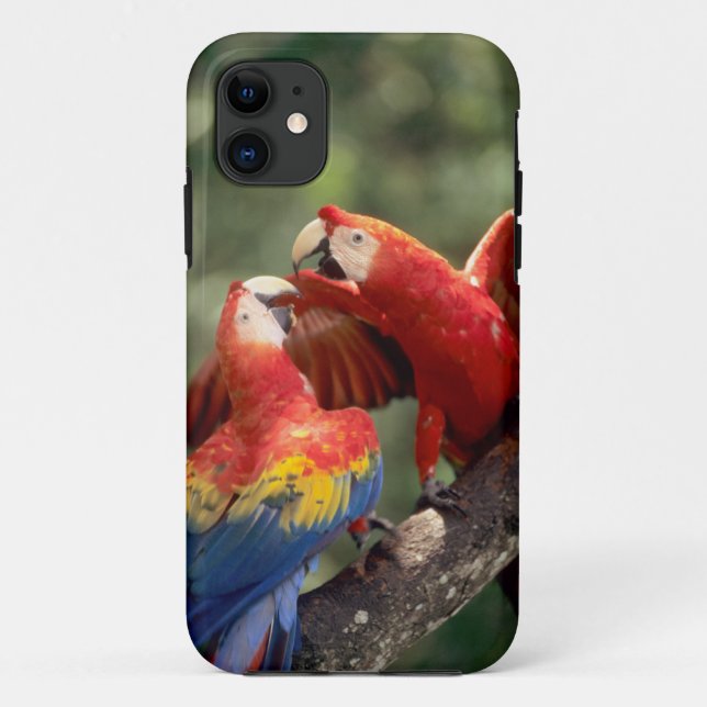 Amazon, Brazil. Pair of Scarlet Macaws (Ara Case-Mate iPhone Case (Back)