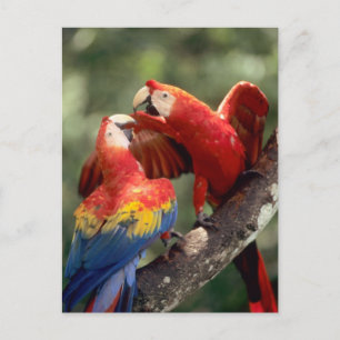 Amazon, Brazil. Pair of Scarlet Macaws (Ara Postcard
