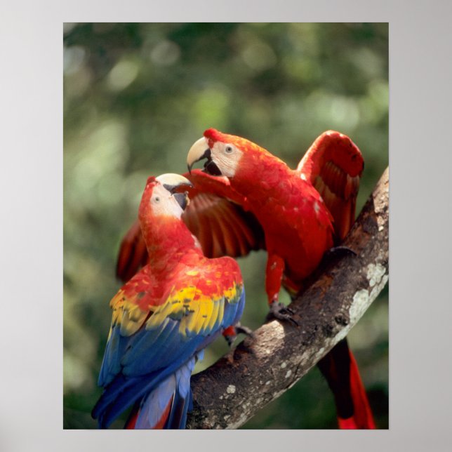 Amazon, Brazil. Pair of Scarlet Macaws (Ara Poster (Front)