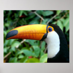 Amazon, Brazil. Yellow-beaked toucan with white Poster