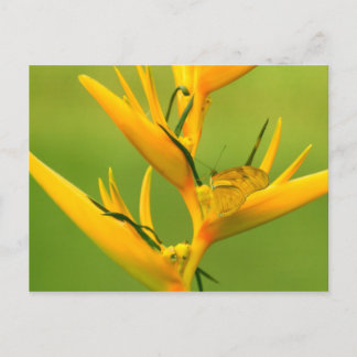 Amazon Humane Society:  Amazon Nature Series Postcard