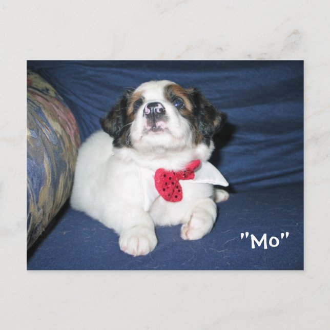 Amazon Humane Society Postcard: Precious Dog Serie Postcard (Front)