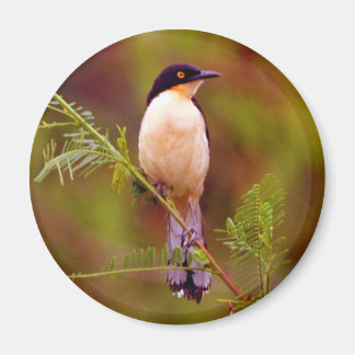 Amazon Nature Series:  Peach Bird Magnet