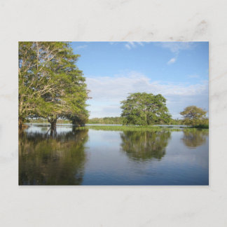 AMAZON RAINFOREST. POSTCARD