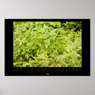 Amazon Squirrel Monkey Poster