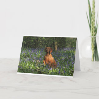 amber card