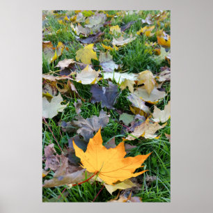 amber coloured leaf poster