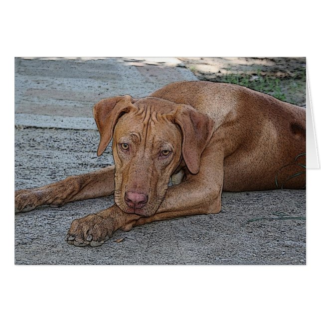 Amber-Eyed Boy (Front Horizontal)