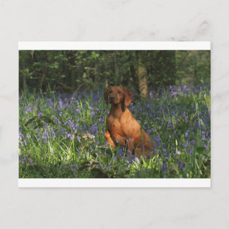 Amber Postcard