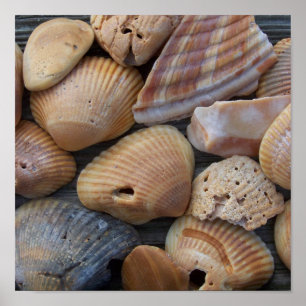 Amber Sea Shells Poster