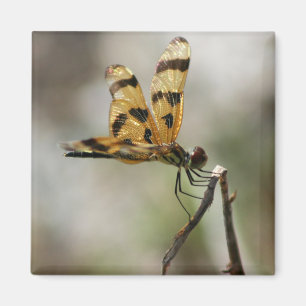 Amber Wings Magnet