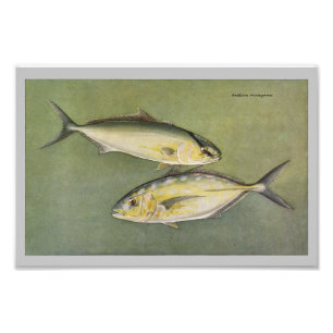 Amber & Yellow Jack Vintage Fish Print