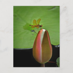 Amberwing Dragonfly Postcard