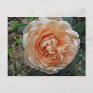 Ambridge Rose in Full Bloom Postcard