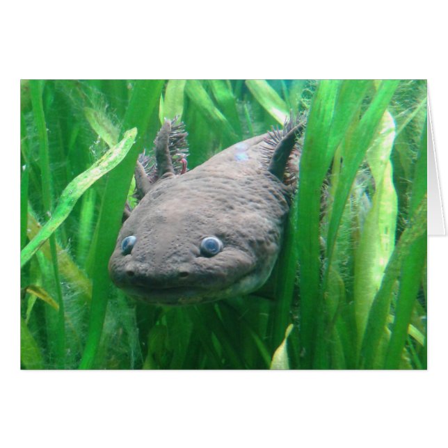 Ambystoma andersoni (Front Horizontal)