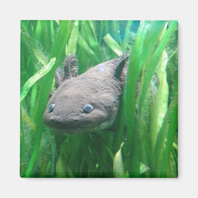 Ambystoma andersoni magnet (Front)