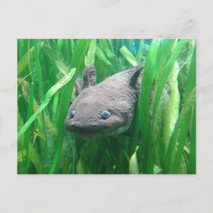 Ambystoma andersoni postcard