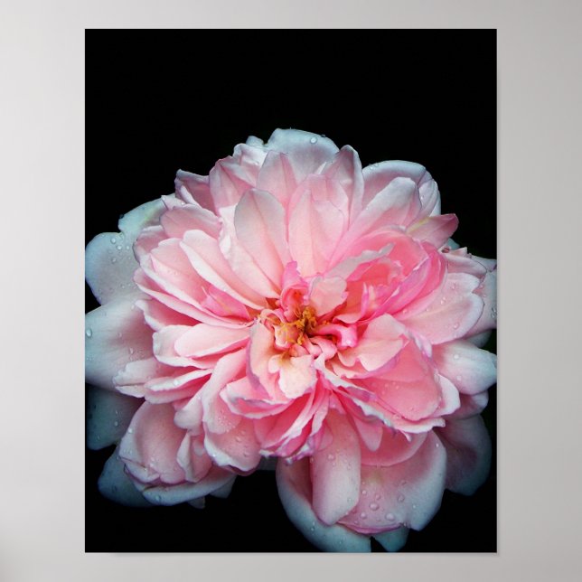 Amelia Rose Poster (Front)