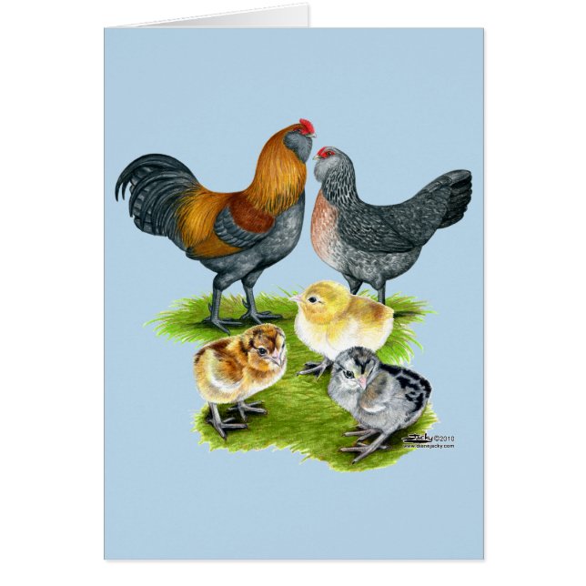 Ameraucana Chicken Family (Front)