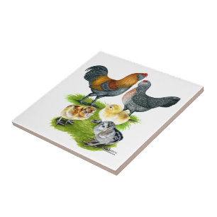 Ameraucana Chicken Family Ceramic Tile