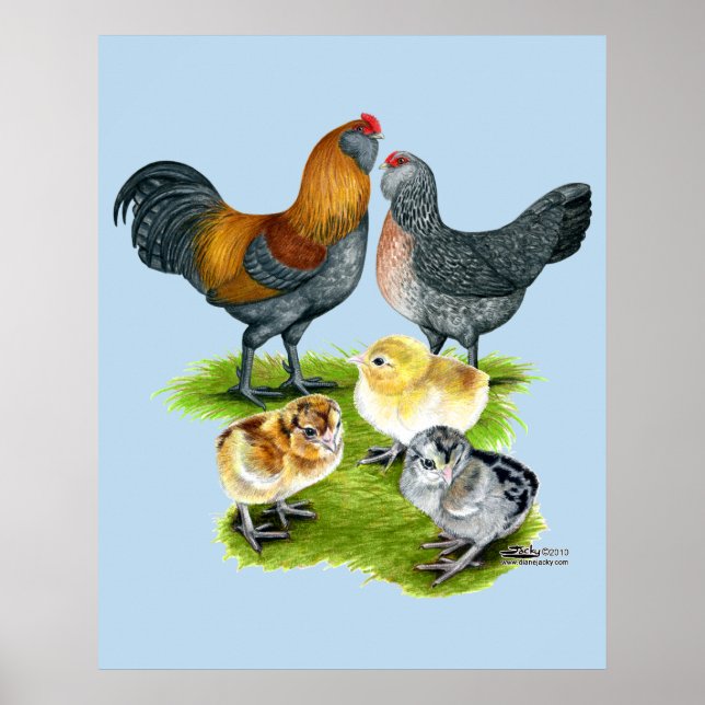 Ameraucana Chicken Family Poster (Front)
