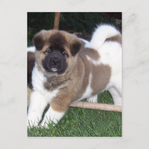 American Akita Puppy Dog Postcard