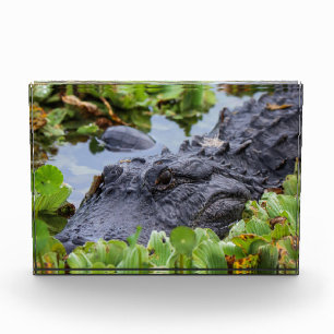 American Alligator amongst the plants - Vibrant  Photo Block