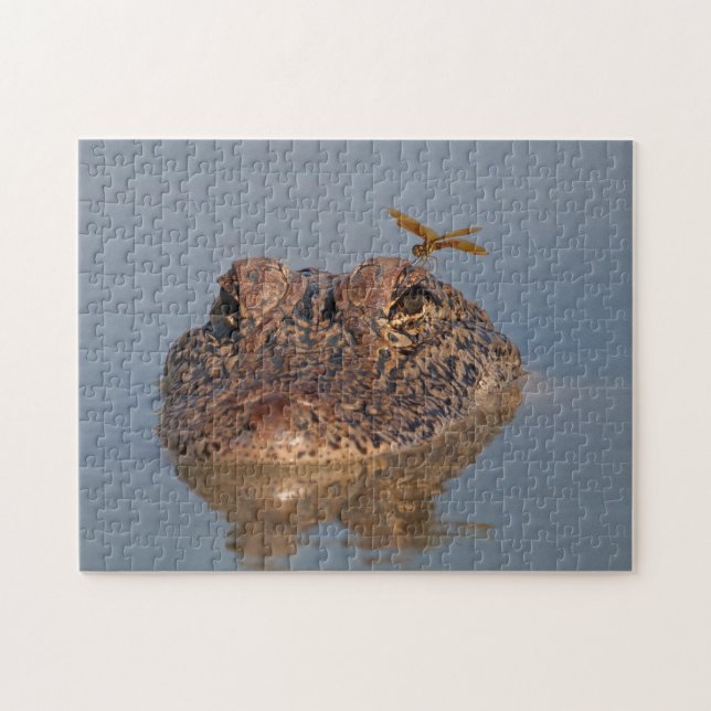 American Alligator and Dragonfly - Wildlife Photo Jigsaw Puzzle (Horizontal)