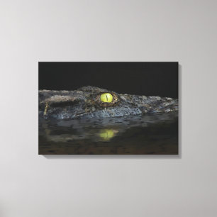 American Alligator Canvas Print
