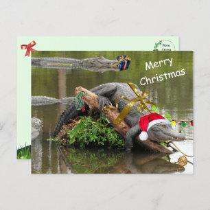 American Alligator Christmas Postcard