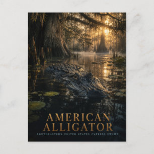 American Alligator Cypress Swamp ANIMALS Postcard