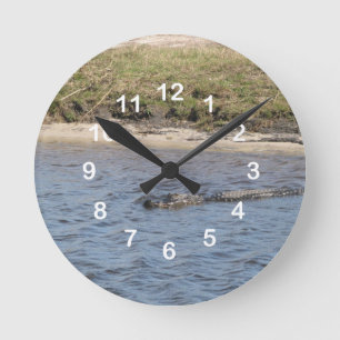 American Alligator in Florida Marsh Water Numbers Round Clock