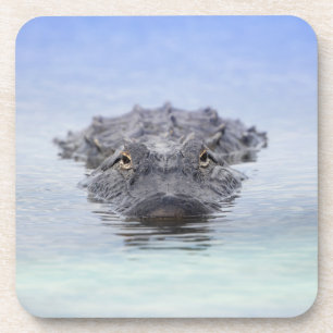 American Alligator – Lake Apopka Wildlife Drive Coaster