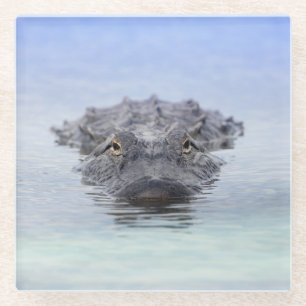 American Alligator – Lake Apopka Wildlife Drive Glass Coaster