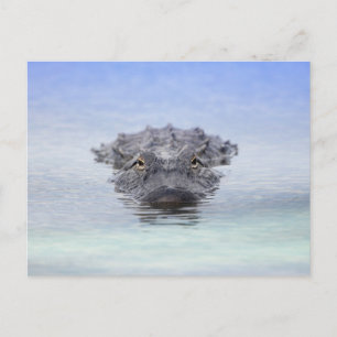 American Alligator – Lake Apopka Wildlife Drive Postcard