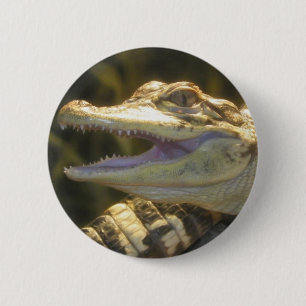 American Alligator Mouth Open 6 Cm Round Badge