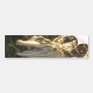 American Alligator Mouth Open Bumper Sticker