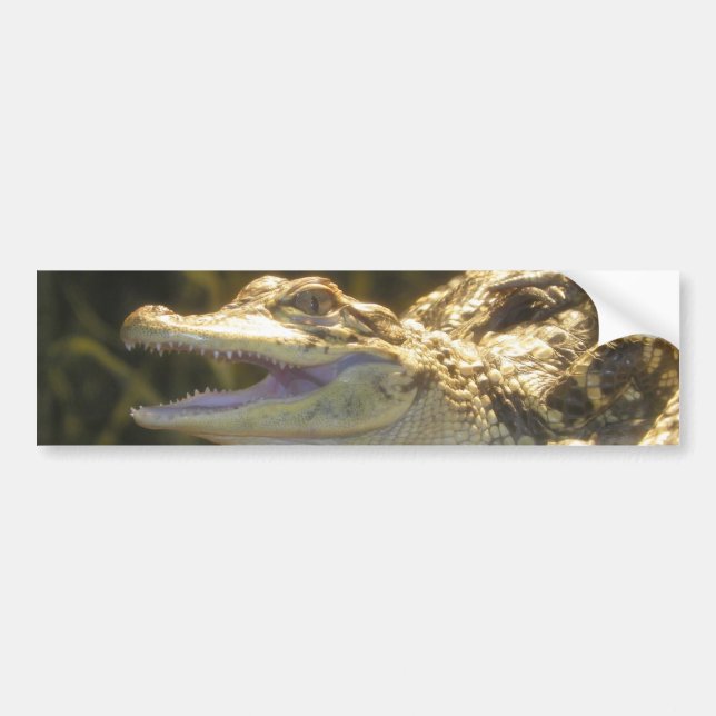 American Alligator Mouth Open Bumper Sticker (Front)