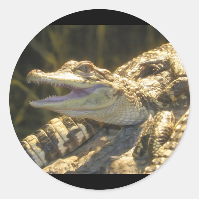 American Alligator Mouth Open Classic Round Sticker (Front)