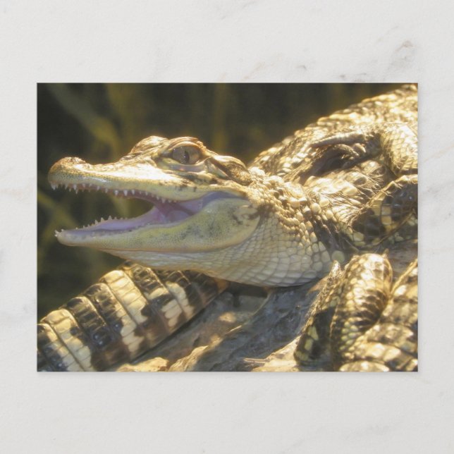American Alligator Mouth Open Postcard (Front)