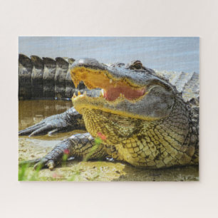 American Alligator portrait Jigsaw Puzzle