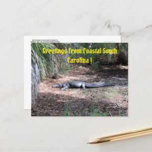 american alligator post card