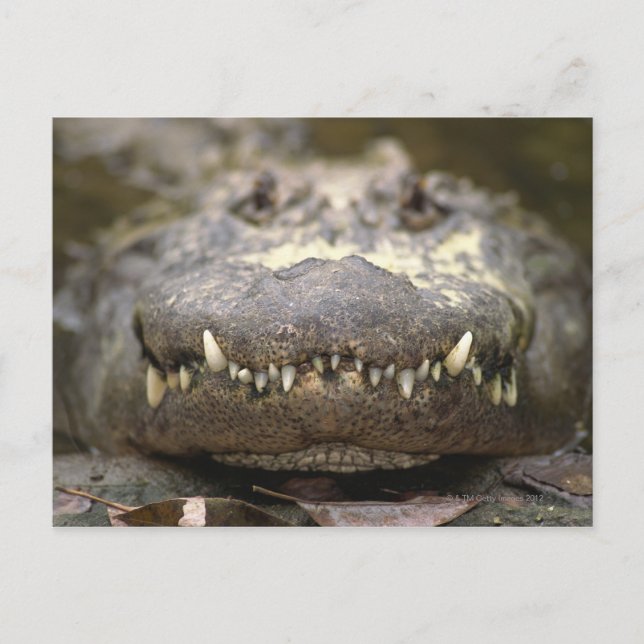 American alligator postcard (Front)