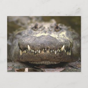 American alligator postcard