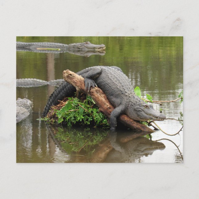 American Alligator Postcard (Front)
