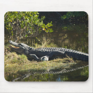 American Alligator Resting Along a Florida Wetland Mouse Pad